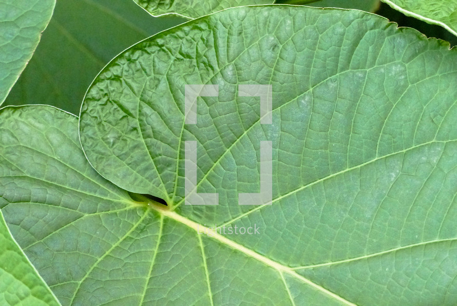 closeup of a green leaf filling the frame