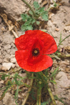 red poppy flower closeup 