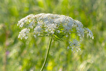 white wildflower under glistening sunlight  with blurred background and bokeh