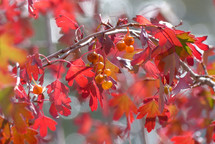 red leaves and orange berries on a sunlit tree