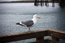 Seagull perched on wooden railing of deck overlooking water.