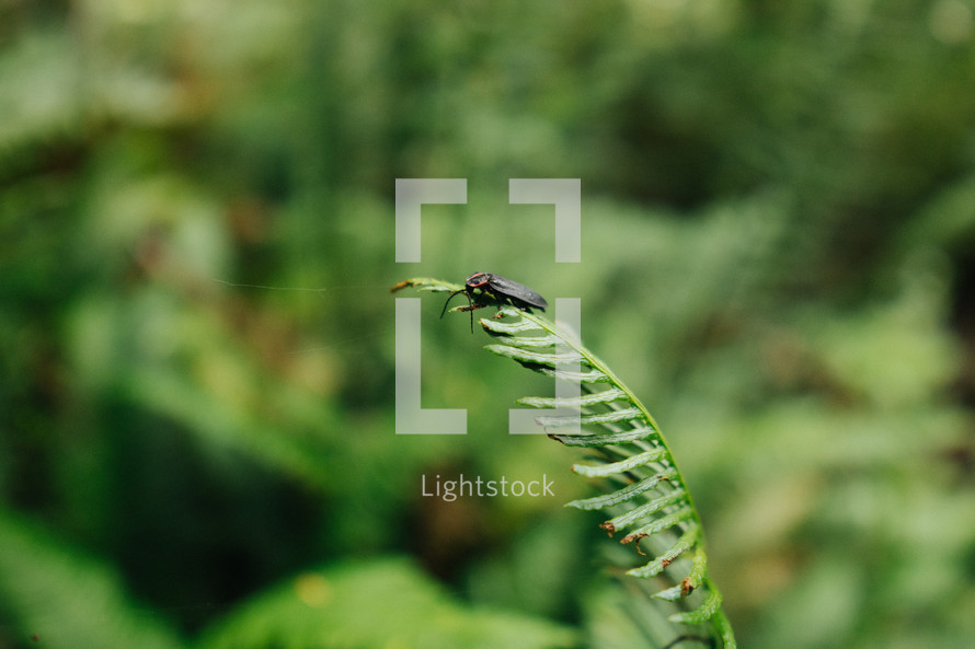 lightning bug on a fern 