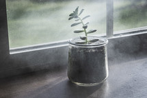potted plant in a windowsill 