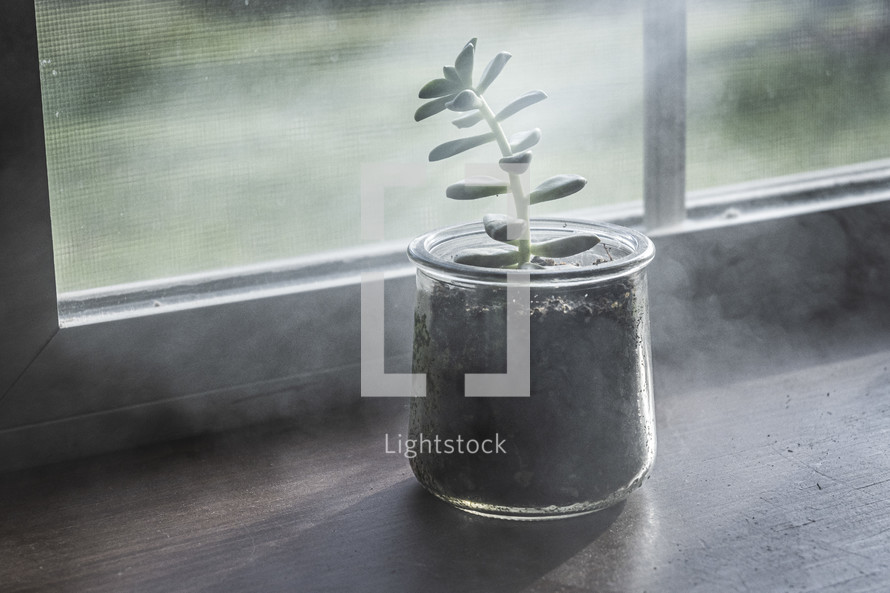 potted plant in a windowsill 