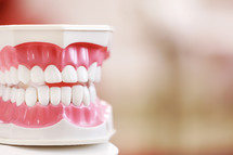 Closeup model of a human jaw with white teeth. jaw in dentistry. copy space. Clean denture, model of the jaw in the dentist's office. Dentistry conceptual photo. Prosthetic dentistry. False teet.