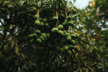 green mangos 