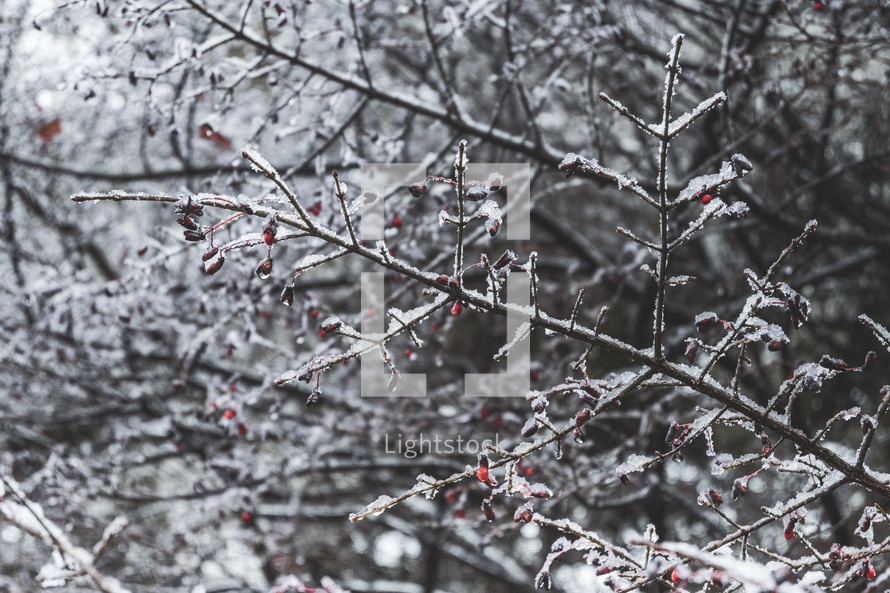 snow on winter branches with red berries 