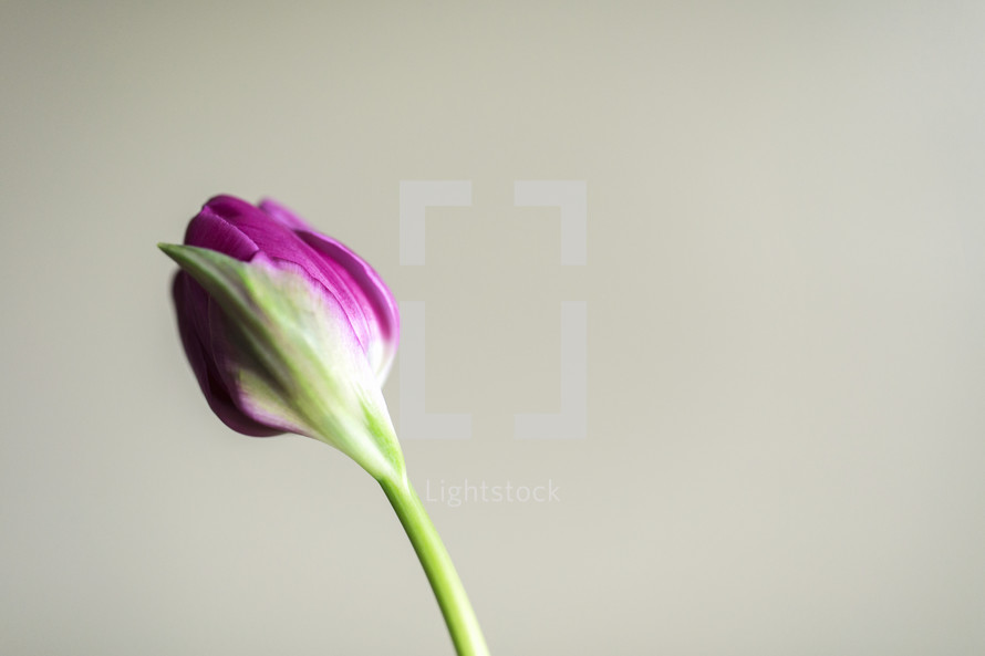 a simple bud ready to blossom
