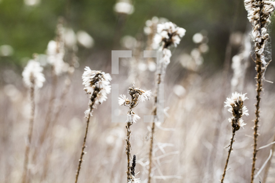 dry wildflowers in a field 