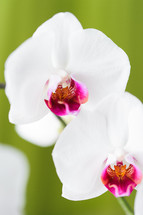 white and fuchsia orchid flower 