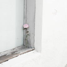 rose in a window sill 