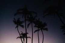 silhouettes of palm trees 