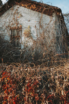 autumn vines on an abandoned house 