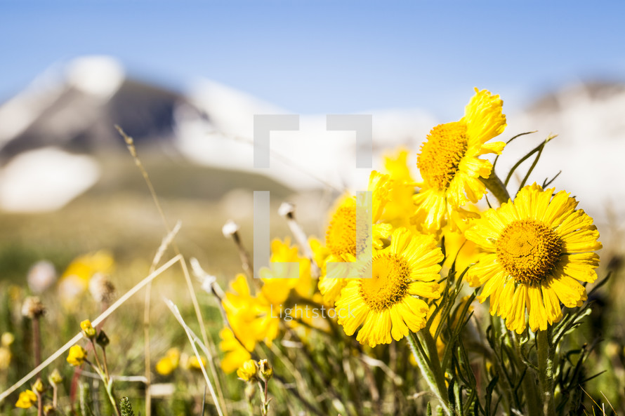 yellow wildflowers and mountain peak 