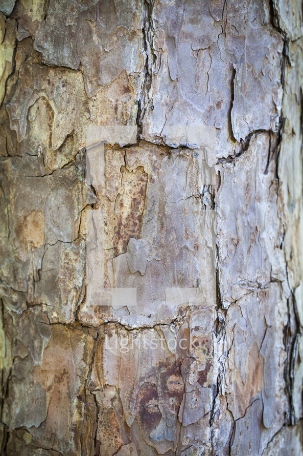 Cracked tree bark.