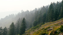 evergreens on a mountainside and hiker 