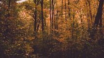 fall forest 
