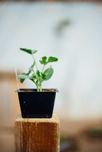 potted vegetable plant for a garden 