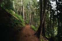 mountain forest trail 