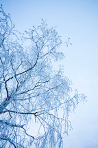 ice on a winter tree