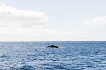 a whale tail in the ocean 