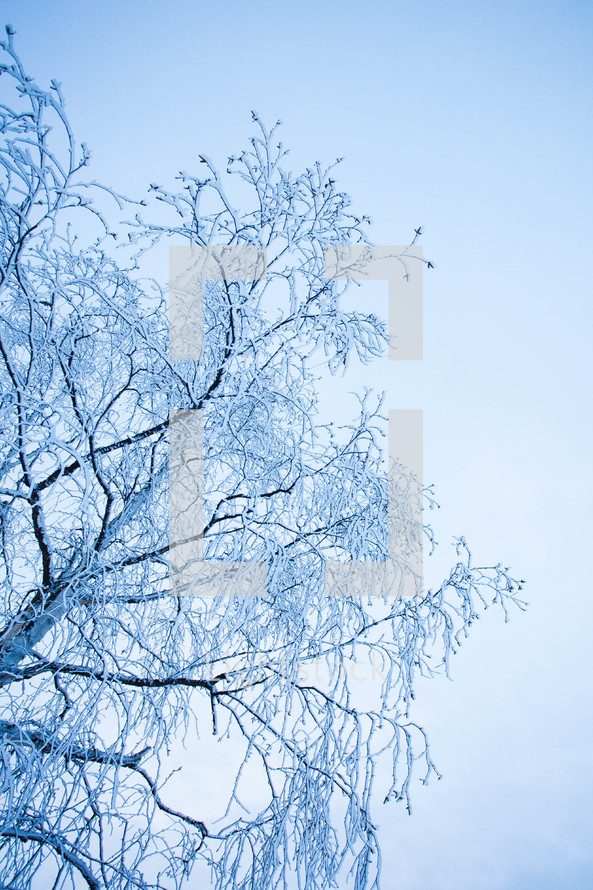 ice on a winter tree