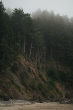 trees on cliffs along a shoreline 