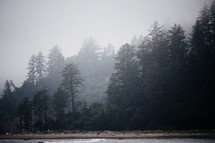 foggy forest along a shore 