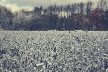 snow on a field 