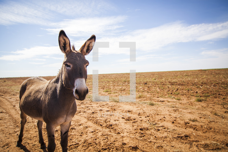 donkey standing in sand 