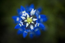 Aerial view of a bluebonnet flower.