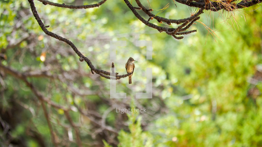 Western Wood-pewee posing on a branch for a beautiful shot under a tree.