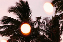lights and palm trees 