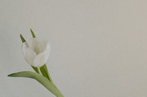 White tulip on white background
