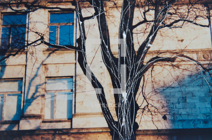 Photograph of tree with scratch effect