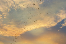 flock of birds in the sky at sunset 