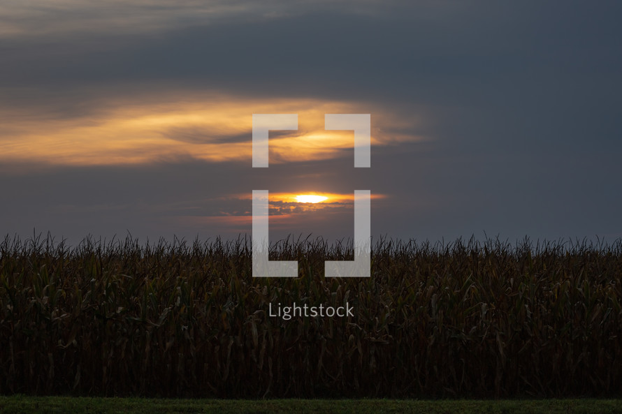 sunset and corn field 