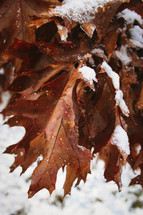 snow on brown leaves 