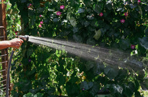watering a garden with a hose 