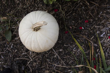 a white pumpkin in mulch 