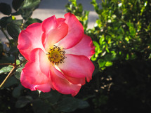 a pink knock out rose 