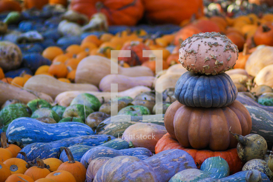 gourds and pumpkins 