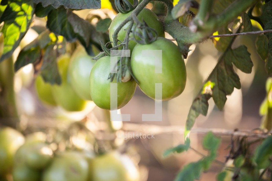 green tomatoes on a vine 