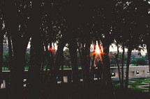 Sunset through the trees in a park.