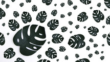 Pattern of tropical monstera on a white background