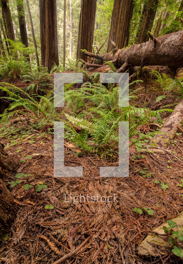 ferns and clover on a forest floor 