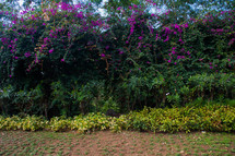 tropical purple flowers in a garden 