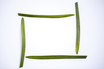 green blades on a white background 