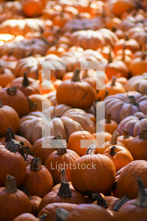 pumpkins in a pumpkin patch 