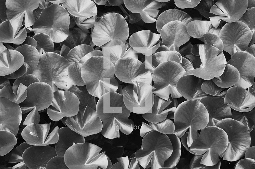 Lily pads leaves in black and white